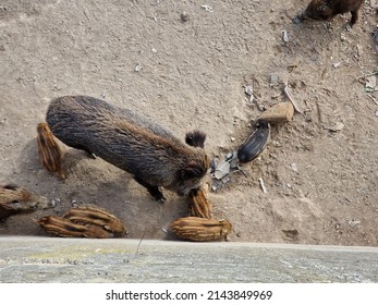 Swine Fever Wild Boar Looking For Food In Garbage And Resting In Genoa Town Bisagno River Italy Urban Wildlife