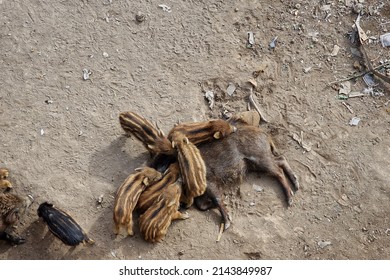 Swine Fever Wild Boar Looking For Food In Garbage And Resting In Genoa Town Bisagno River Italy Urban Wildlife