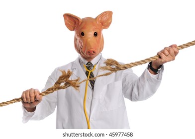 Swine Flu Epidemic Concept With Pig Dressed As Doctor Breaking Frayed Rope