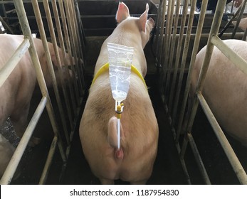 Swine Insemination,In The Pig Farm