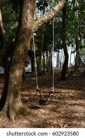 swing in the forest