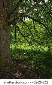 Swing hanging from a large tree
