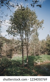 swing hanging in a tree