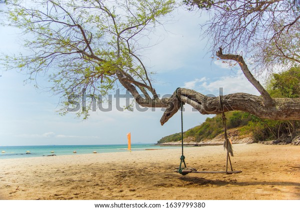 Swing on a tree on\
the beach on a sunny day.