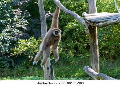 Swinging Gibbon Hanging On Branch From A Climbing Platform With One Arm, Motion Of The Monkey Is Frozen In Place