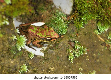 Swinhoe's frog (Odorrana swinhoana)Boulenger, 1903 