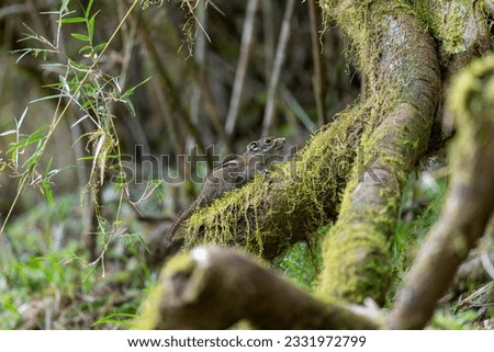 Swinhoe's striped squirrel in Taiwan forest
