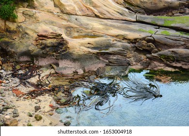 Swirling Patterns Of New Zealand Bull Kelp Next To Shore  At Shag Point, Near Palmerston On The Otago Coast Of The South Island Of New Zealand
