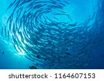 A swirling tornado of Barracuda in blue water above a warm, tropical coral reef