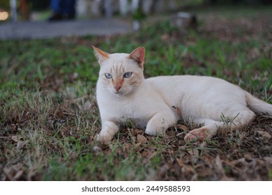 The swirly background and white cat