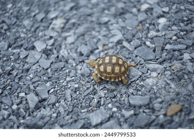 The swirly sukata turtle on the rock floor