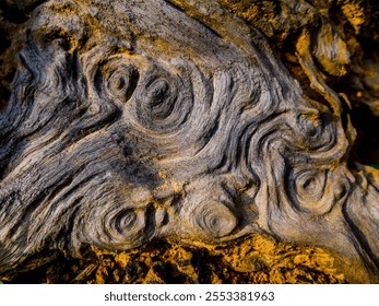 Swirly and twirly patterns on a tree trunk