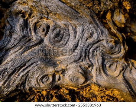 Swirly and twirly patterns on a tree trunk