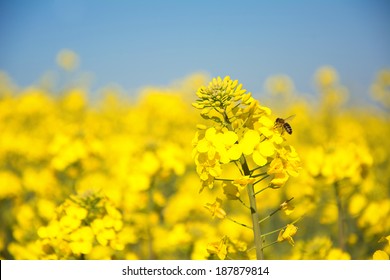 アブラナ の写真素材 画像 写真 Shutterstock