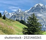 swiss alps with green hill and pine tree