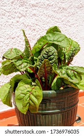 Swiss Chard (Bright Lights) Growing In A Patio Pot.