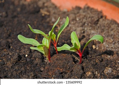 Swiss Chard (Bright Lights) Seedlings, Andalucia, Spain, Western Europe.