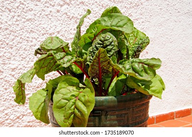 Swiss Chard (Bright Lights Variety) Growing In A Patio Pot, Spain.