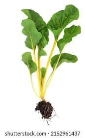 Swiss Chard Leafy Green Vegetable Health Food Freshly Picked Yellow Variety With Root Ball. High In Vitamin A, C And K, Potassium, Magnesium And Dietary Fibre. Isolated On White.