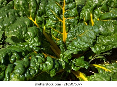 Swiss Chard Plant With Large Strong Leaves And Yellow Stems In Close-up