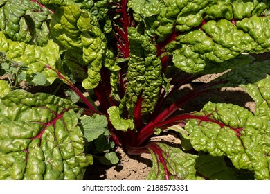 Swiss Chard Plant With Large Strong Leaves And Red Stems In Close-up