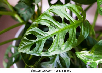 Swiss Cheese Plant Leaf Or Monstera Adansonii