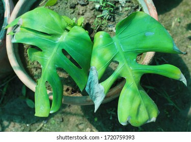 Swiss Cheese Plant, Tarovine, Ceriman