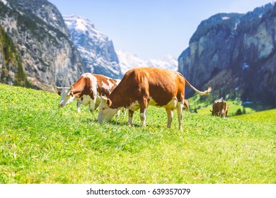 Swiss cow in an alpine meadow with the background of the mountain in Swiss Alps.