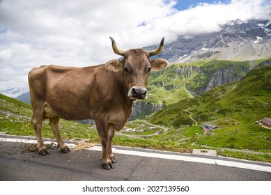 Swiss cow on the road towards the klausenpass in Switzerland