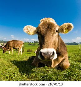 Swiss Cow Resting On Green Grass