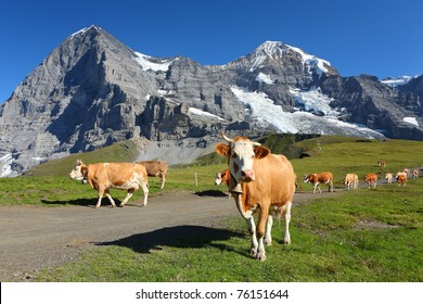 Swiss cows in the Alps