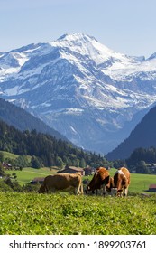 Swiss Cows Grazing In An Alpine Meadow Under The Snow Mountains Of Alps