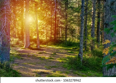 Swiss forest in the Canton of Jura, Switzerland at sunset with warm sunlight. 