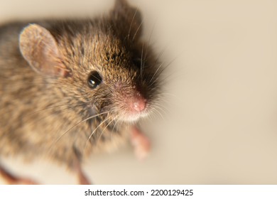 Swiss (house) mice (Mus musculus) constantly accompanies to human (synanthropes) and parasitizes: eating grain in storages, products. It is not possible to completely get rid of mice on farm. Isolated - Shutterstock ID 2200129425