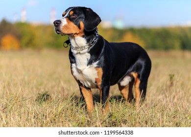 are entlebucher mountain dogs working