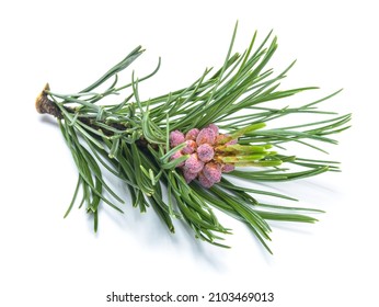 Swiss Mountain Pine Branch Isolated On White Background