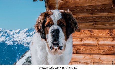 Swiss Mountain Rescue Dog - St Bernard