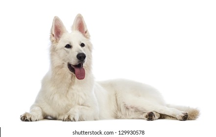 Swiss Shepherd Dog 5 Years Old Stock Photo 745681318 | Shutterstock