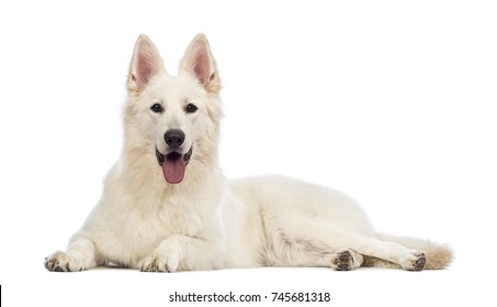 Swiss Shepherd Dog 5 Years Old Stock Photo 745681318 | Shutterstock