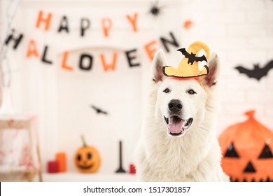 Swiss Shepherd Dog With Halloween Hat And Pumpkin At Home