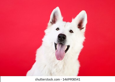 Swiss Shepherd Dog On Red Background