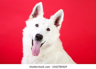 Swiss Shepherd Dog On Red Background