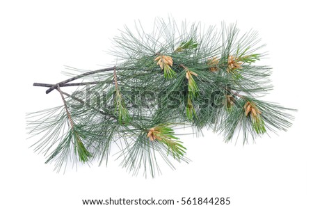 Swiss stone pine branch isolated on white