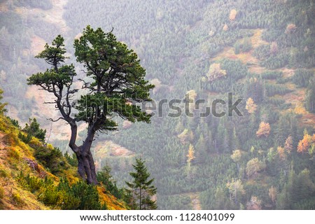 Swiss stone pine/Arolla pine is a symbol of high latitude mountains. This pine tree grows in the Alps and Carpathian Mountains of central Europe. High Tatras, Slovakia. Natural background.
