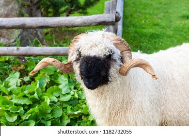 Swiss Valais Blacknose Ram Closeup Stock Photo 1182732055 | Shutterstock
