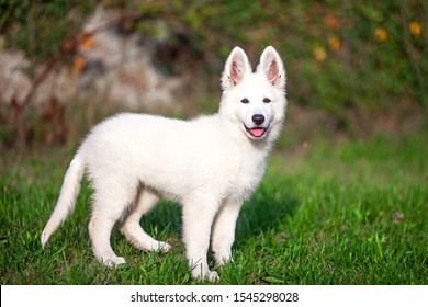 Swiss white shepherd puppy dog