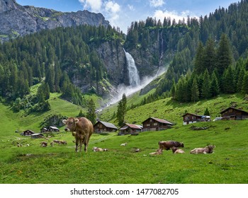 Switzerland Landscape Panorama With Cows And Green Nature. Swiss Alps Village Asch (Äsch), Near Altdorf Waterfall, Unterschachen (Unterschächen), Canton Of Uri, Switzerland.