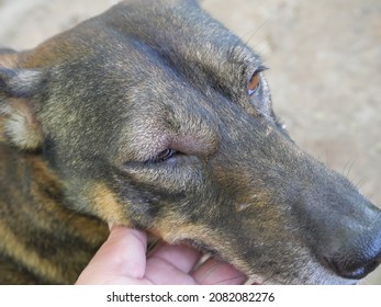 Swollen Eyelids From Insect Venom Of Brown And Black Dog, Hand Holding A Sick Pet S Head, Pets Need The Comfort Of Their Caregivers