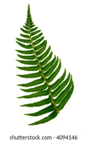 Sword Fern