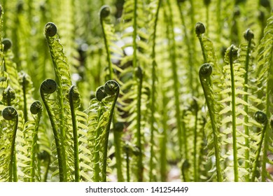 Sword Fern Close Up Shot